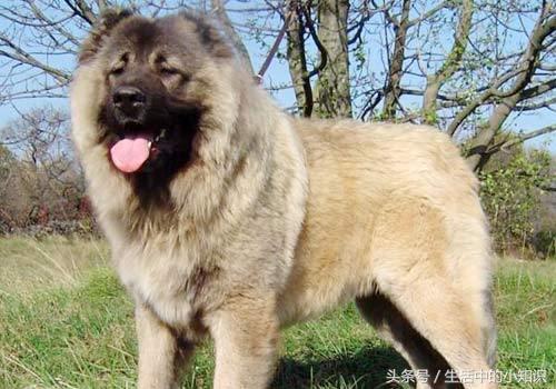 高加索犬图片（高加索犬幼崽多少钱一只）