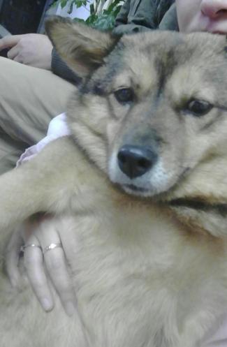 狗死后到底是闭眼还是睁眼好(附:狗死了没闭眼睛是一种坏预兆)