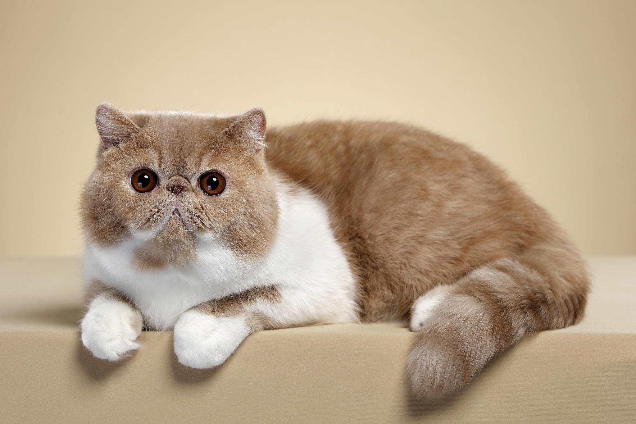 猫的图片大全大图侧面（看图识小猫猫品种大全）