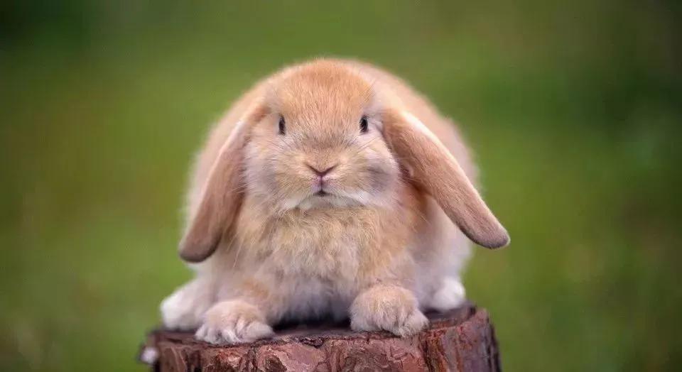 适合小孩子养迷你宠物推荐（小孩养什么宠物最安全）