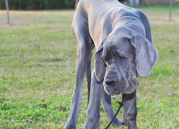 养大丹犬需要提前了解哪些事