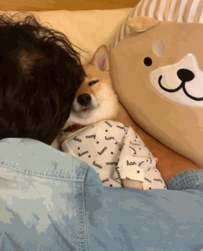 狗狗假孕该怎么处理（狗狗也会假装怀孕）