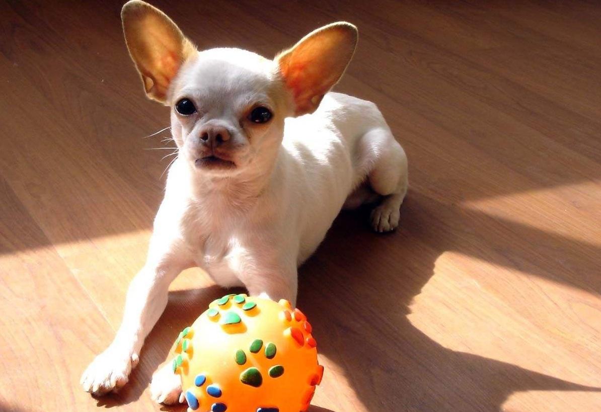 适合家养的短毛小型犬有哪些（常见小型犬品种大全）