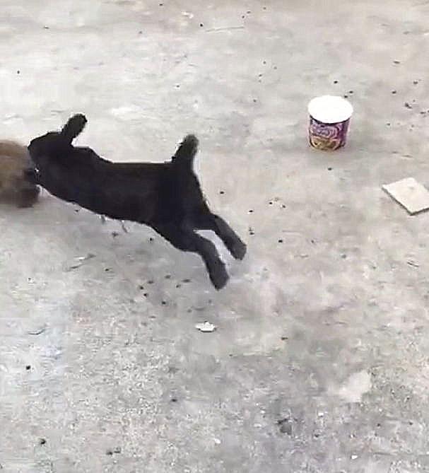 养宠物兔子要注意什么(详解:新手养兔子入门需知这几个要点)