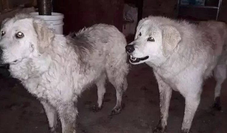 森林大火夫妻放弃两只牧羊犬和90只羊，但狗狗却把羊群救了回来