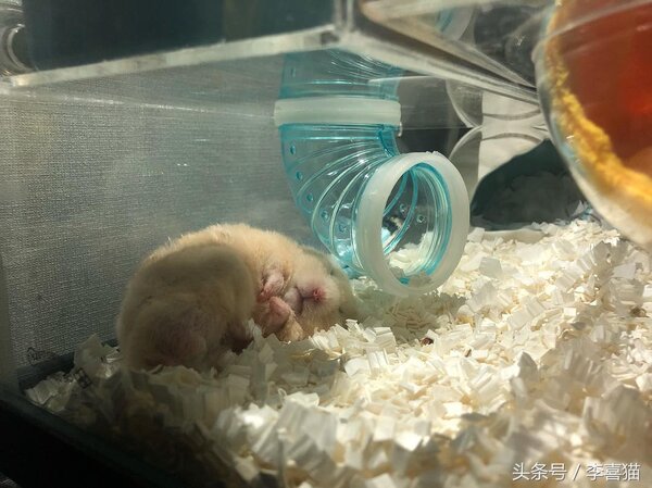 金丝熊怎么养才亲近主人（详解：新手如何获得金丝熊的信任）