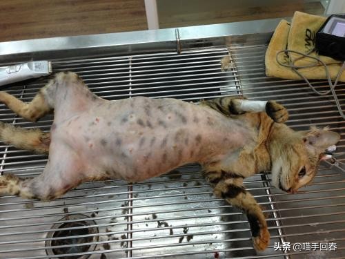 猫咪难产的表现（附：猫咪难产的原因及解决办法）