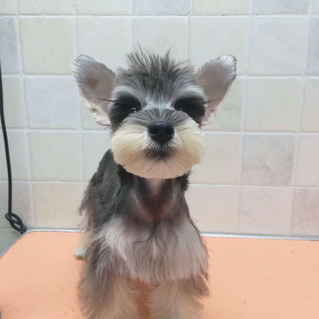 雪纳瑞狗好不好养(详解:养雪纳瑞的好处与坏处)