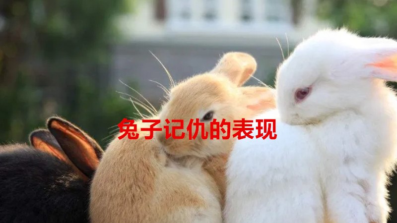 养兔子的必备知识拓展