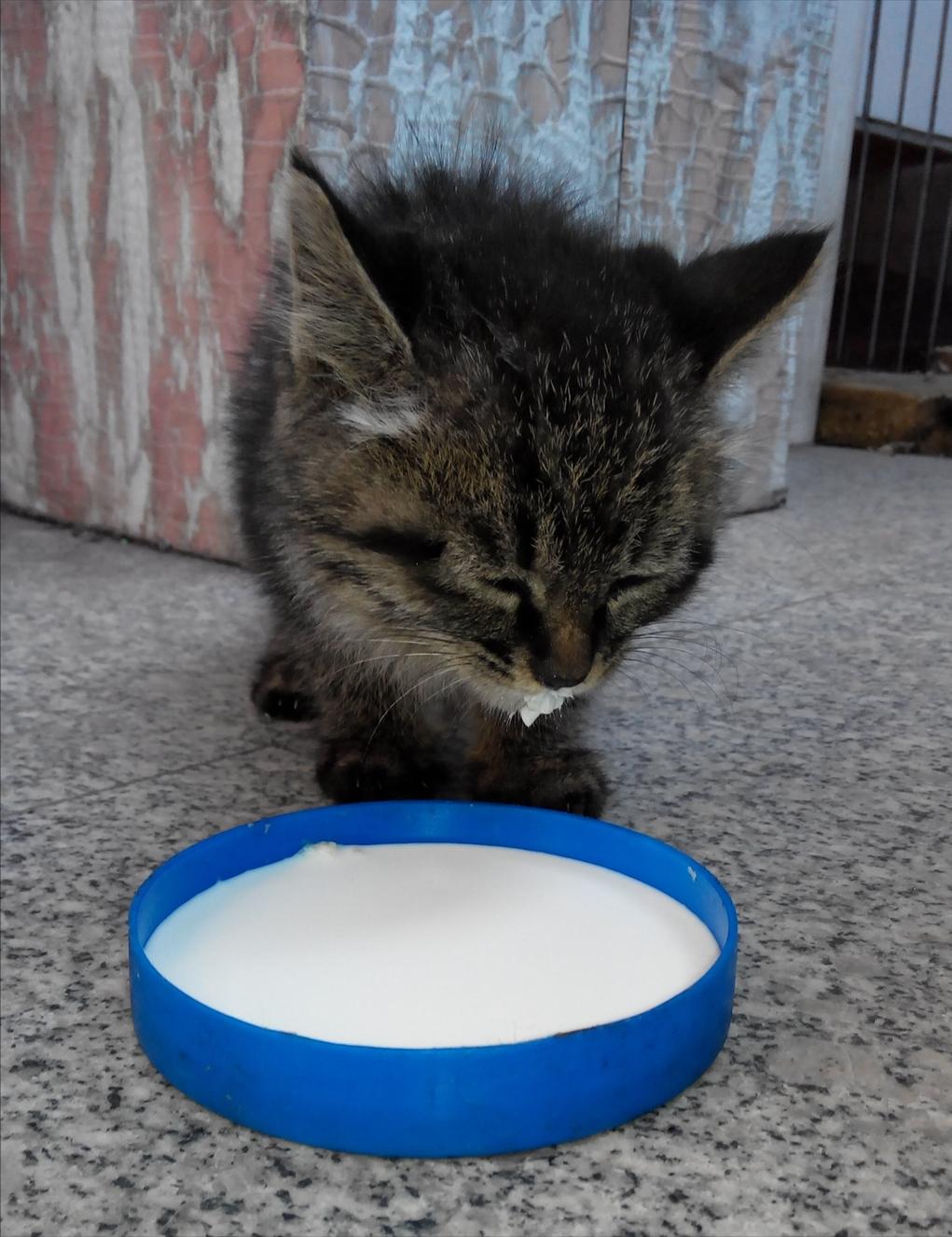 小猫出生几周可以加辅食呢（附：适合幼猫添加的辅食）