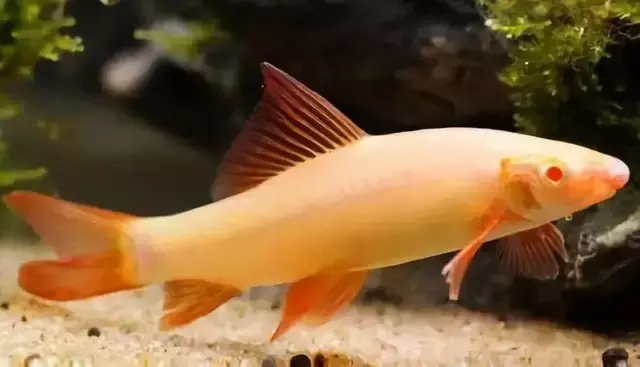 淡水观赏鱼种类大全及名字及图片（淡水观赏鱼排行榜）