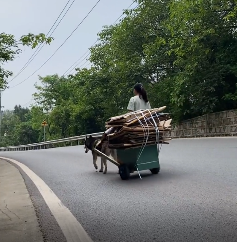 哈士奇难养吗（养哈士奇的最佳方法）