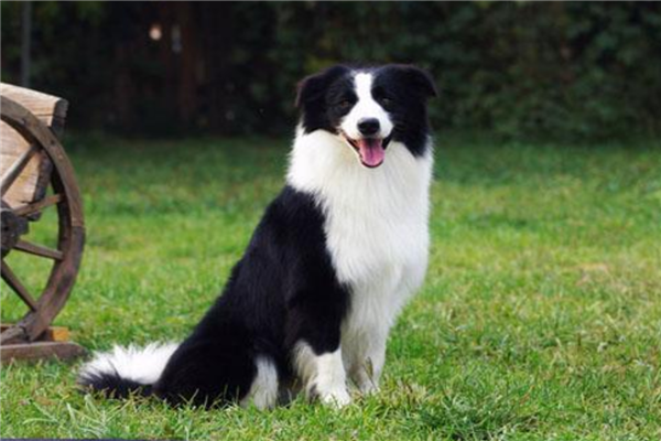 十大认主的狗狗排名（哪种狗狗最认主人）