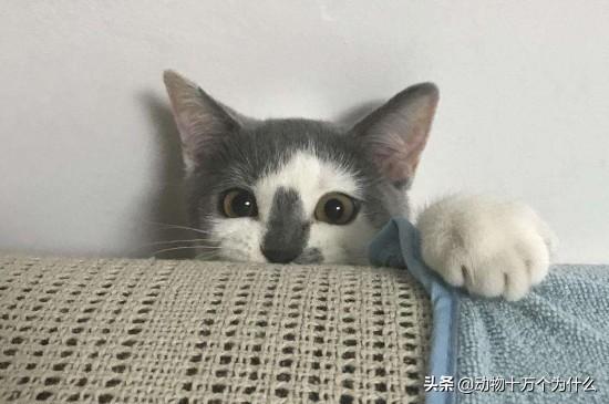 猫可以吃猪肝吗(宠物猫可以吃猪肝吗)