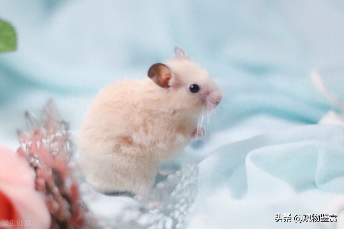 仓鼠湿尾症最简单的治法有哪些(注意：湿尾严重要立马就医)