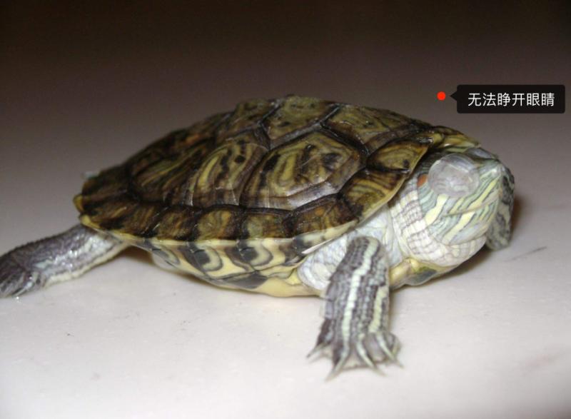 怎么判断乌龟有白眼病（详解：乌龟白眼病不需要把白膜弄下来）