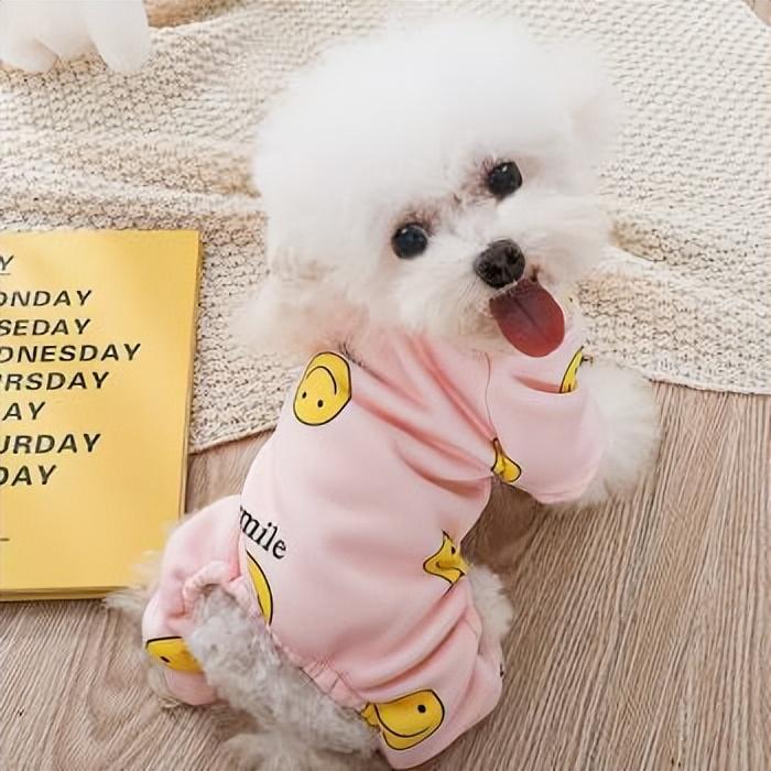 盘点五大好养的小型犬（适合家养的小型犬有哪些）