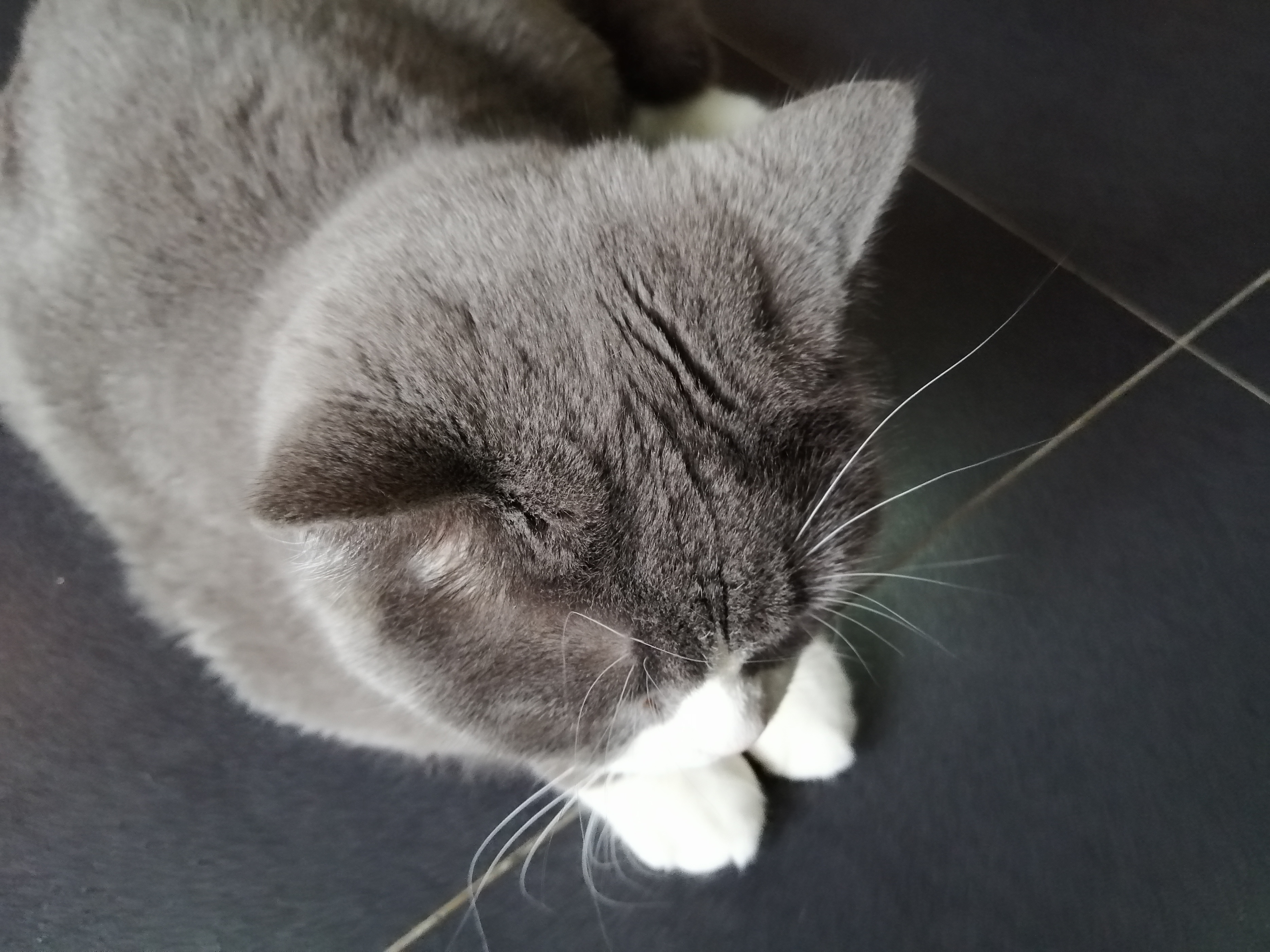 狸花猫在风水上有何说法(附:狸花猫是日常常见的猫优点胜过缺点)