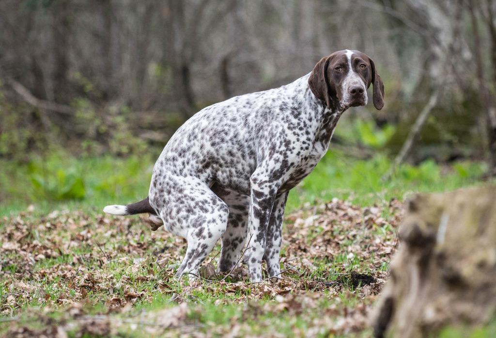 你知道狗屎对环境有多大的害处吗（分享狗子拉屎的图片）