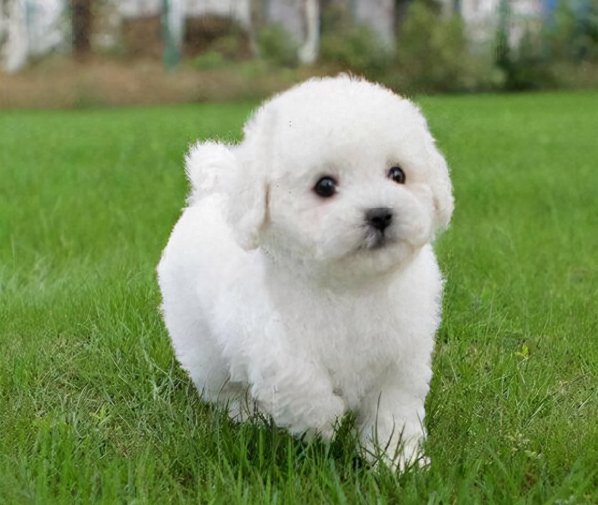 比熊一到12个月变化图有吗（附：比熊0-12月龄变化和体重的对照）