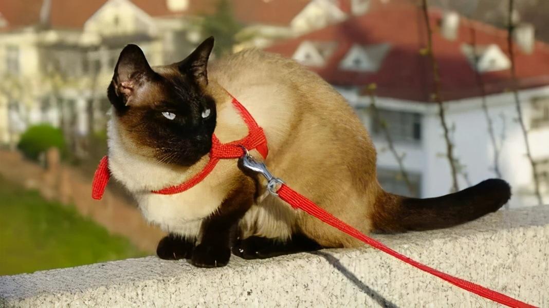 暹罗猫性格怎么样（暹罗猫10大品种之一图片）