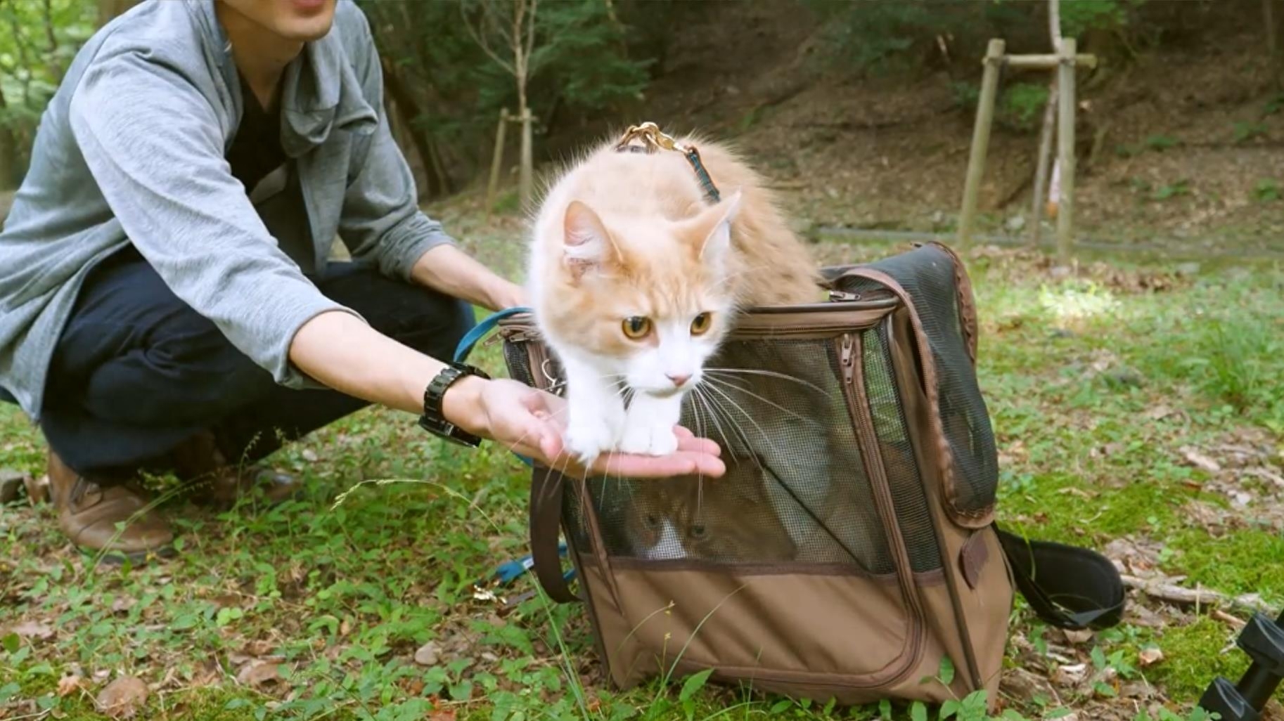 猫知道自己换主人了吗（附：猫有长期记忆及短期记忆）