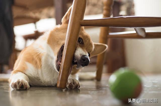 分享十个不养柯基的理由（详解：女生为什么不能养柯基）