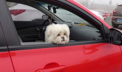 狗狗无故惨叫抽搐后腿无力(狗狗发抖的7大原因)