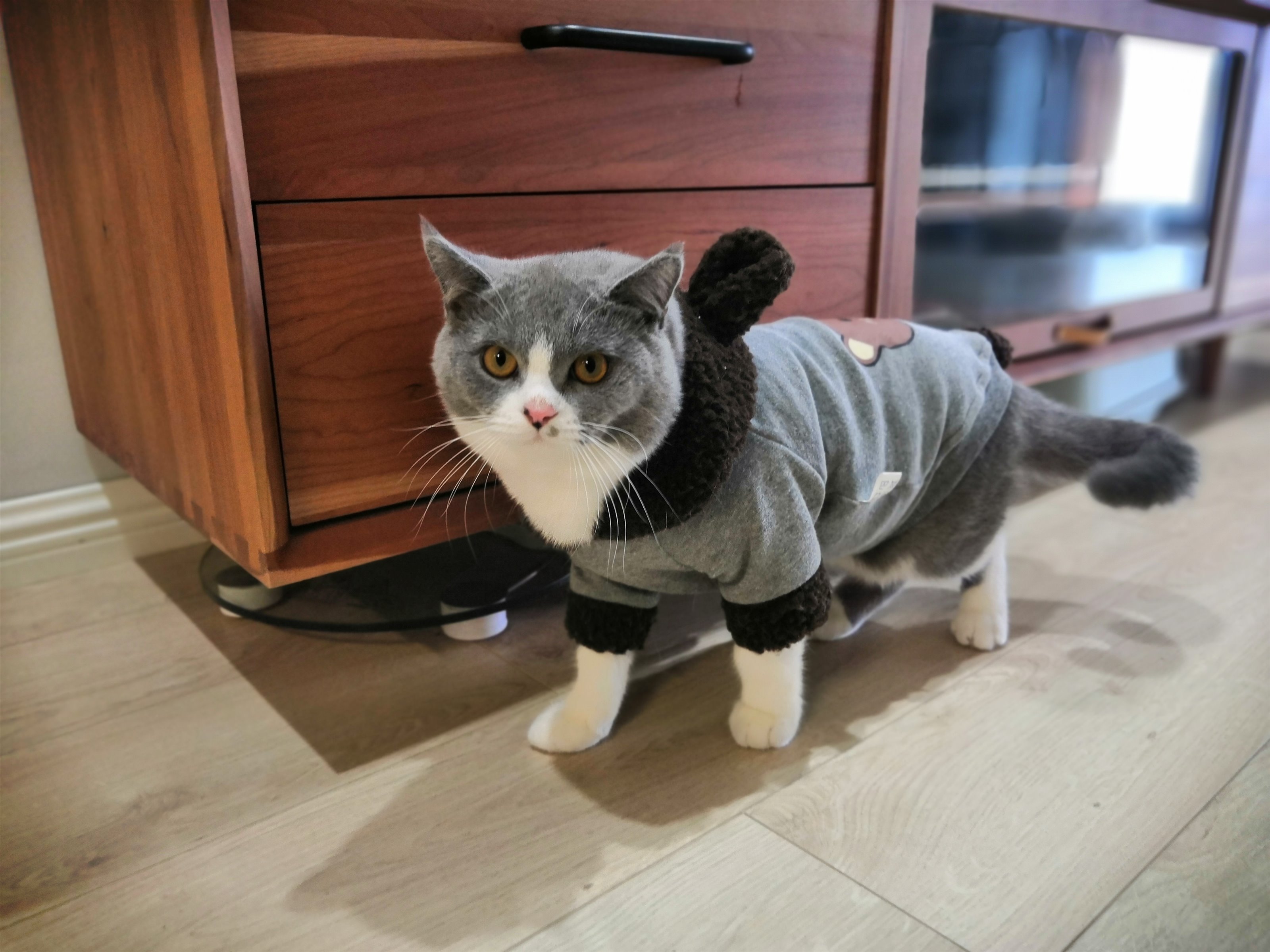 养公猫好呢还是养母猫好（详解：蓝猫母猫与公猫哪个更好养）