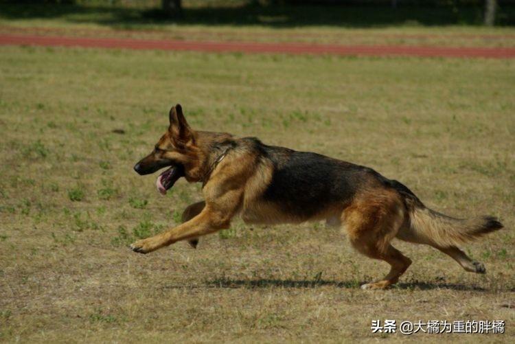 鉴别纯种德牧的方法（教你怎么看德牧幼犬纯不纯）