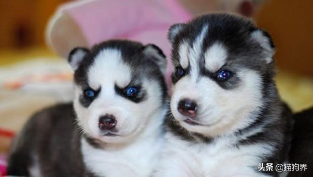 哈士奇幼犬怎么喂养（详解：哈士奇正确饲养方法）