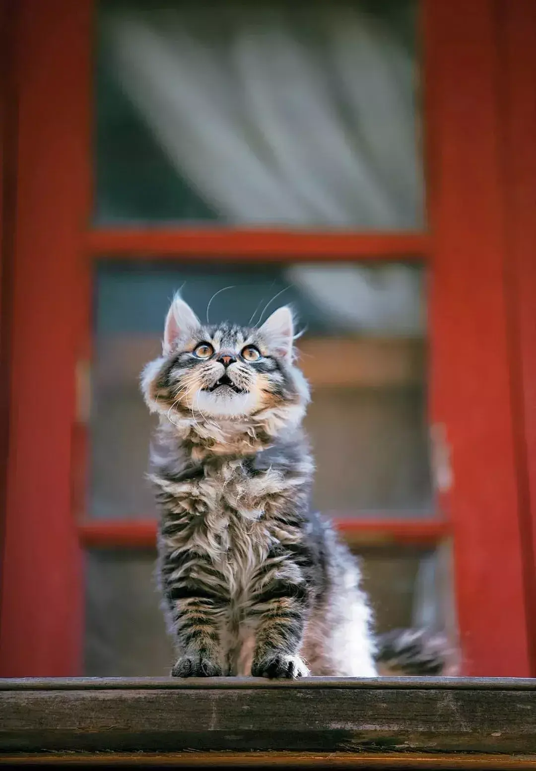 萌猫图片大全（猫咪图片可爱又呆萌）