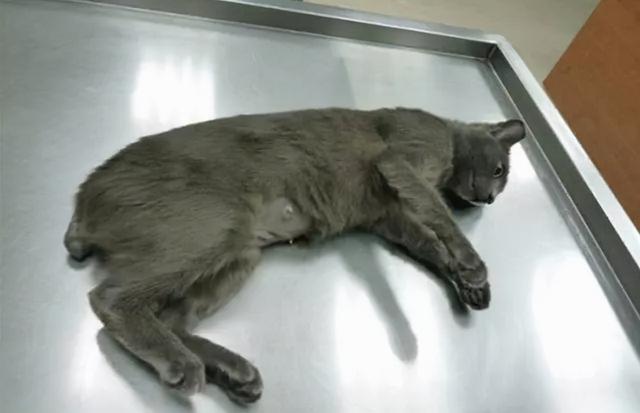 断尾猫咪怎么回事(猫断尾是好是坏)