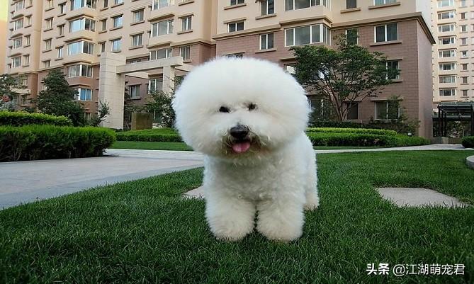 养比熊正确的方试（比熊犬怎么照顾）