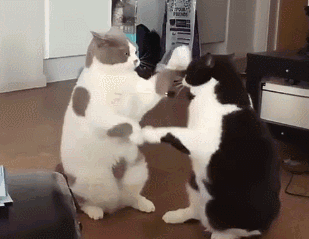 猫把人咬出血了会愧疚吗（小猫咪爱咬人怎么办）