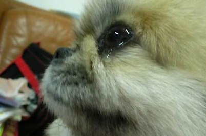 狗也会哭吗代表着什么（附：狗狗在4种情况下哭的原因）