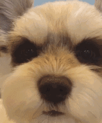 盘点九大新手好养的狗狗(适合家养的狗狗排名)