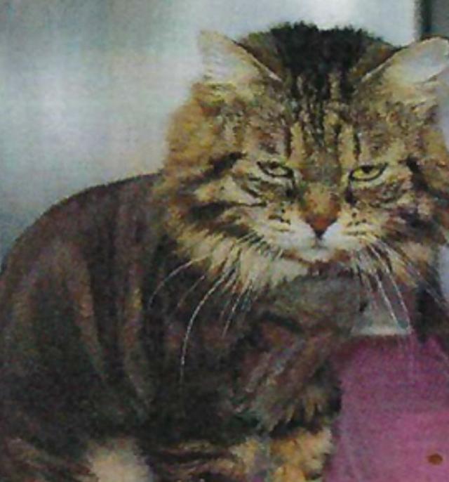 长毛狸花猫是什么品种(长毛狸花猫多少钱一只)