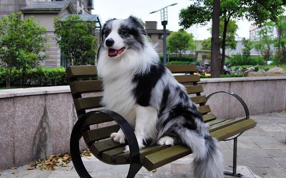 牧羊犬智商高为何很少人饲养（附：牧羊犬图片）