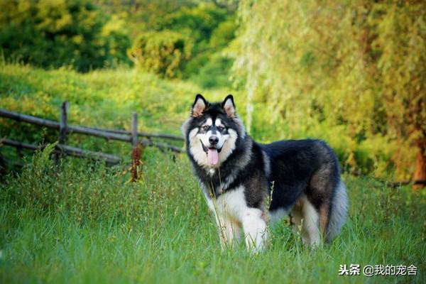 大型雪橇犬种类介绍
