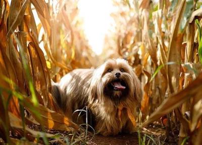 狗狗品种大全及图片真实（最罕见的12个狗品种）