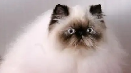 喜马拉雅猫涨奶会出事吗?如何解决? 喜马拉雅猫涨奶会出事吗?如何解决?