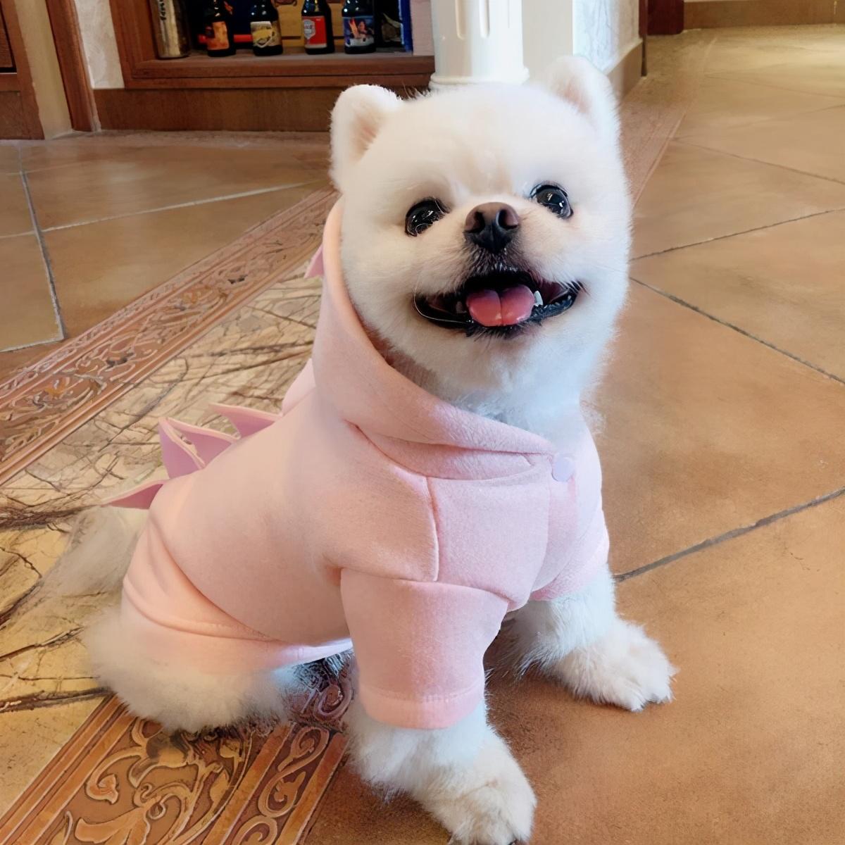 小博美要怎么养呢（新手养博美入门必备知识）