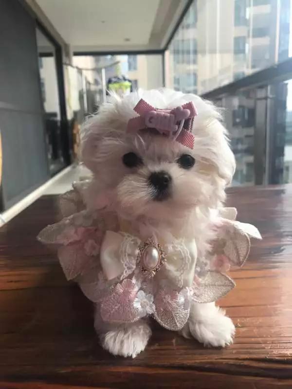 马尔济斯特征详细介绍（马尔济斯如何喂养）