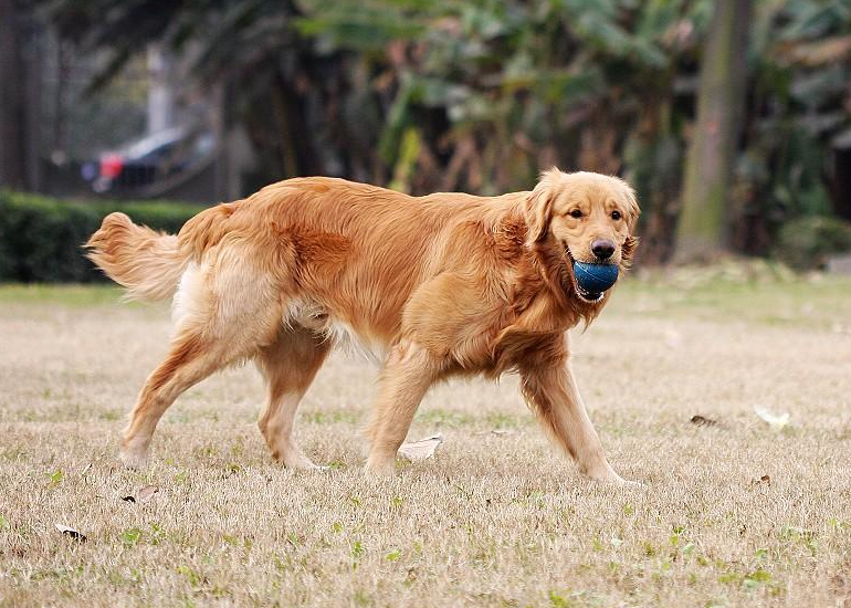 金毛犬怎么挑选（详解：挑选纯种金毛犬的技巧）