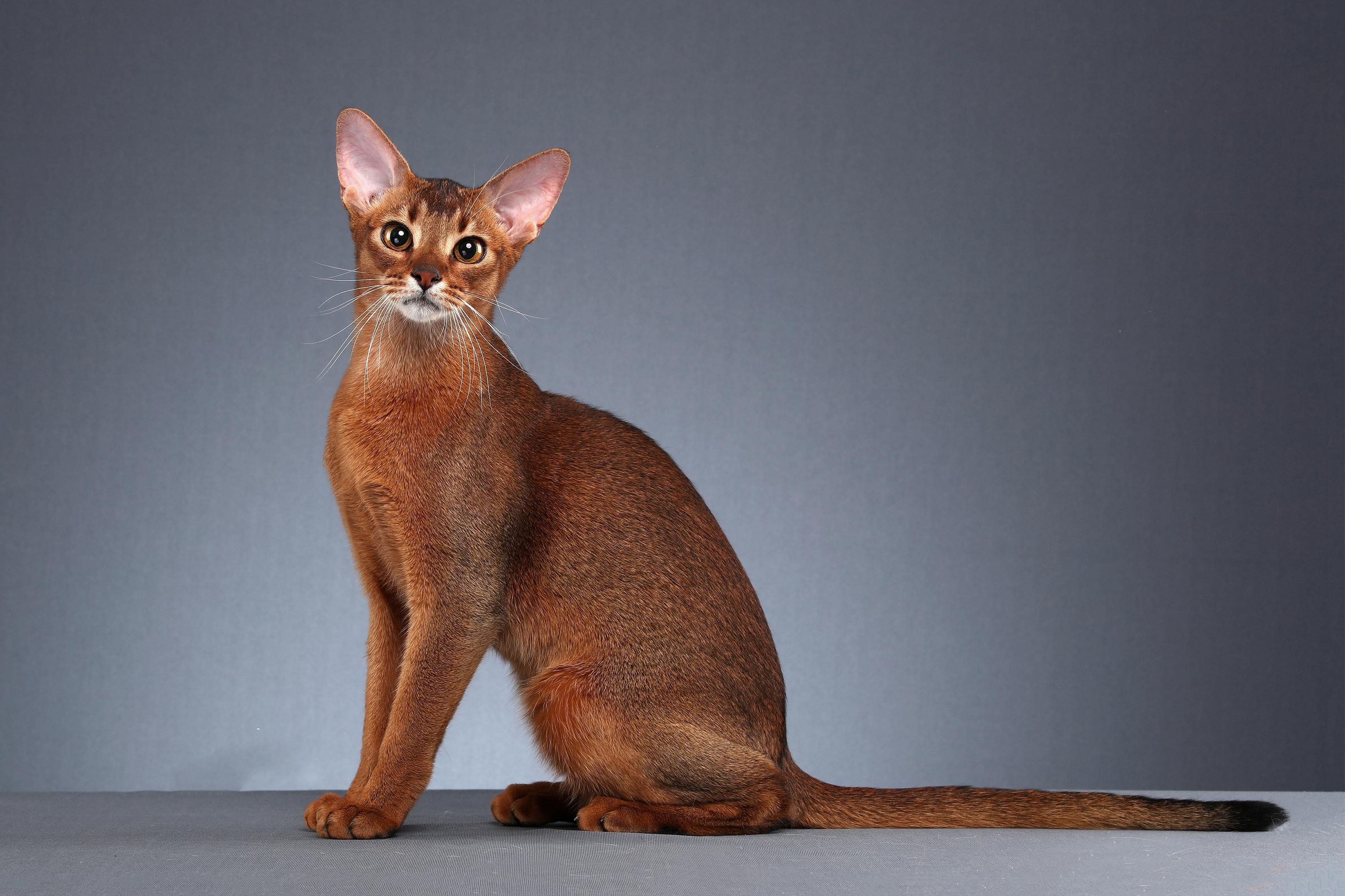 猫的图片大全大图侧面（看图识小猫猫品种大全）