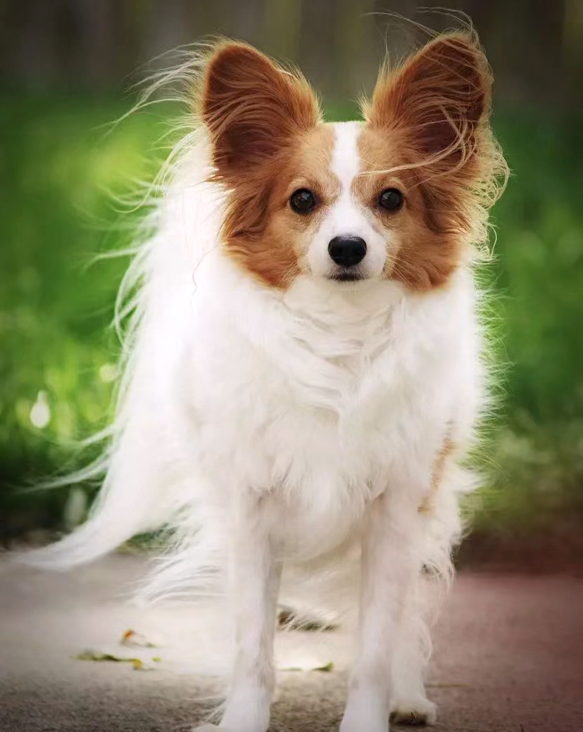 蝴蝶犬好养吗（建议养蝴蝶犬的6个原因）