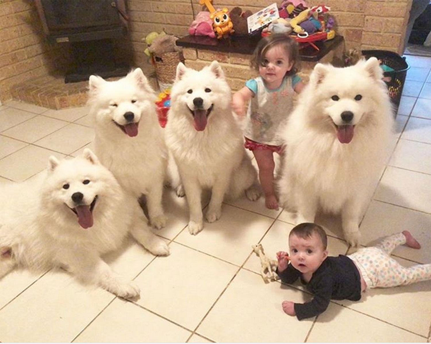 养萨摩耶的好处与坏处（详解;萨摩耶犬的优缺点有哪些）