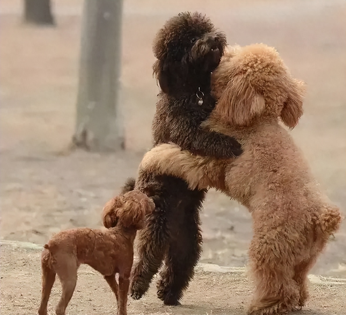 泰迪为什么老是做流氓动作(附:泰迪喜欢“骑跨行为”的原因)