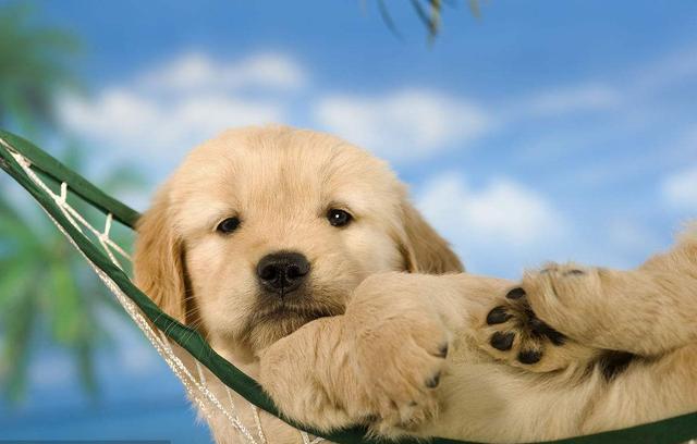 了解训练金毛的最佳方法（金毛犬如何训练）